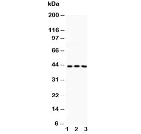 CREB Antibody