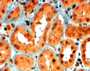 Semaphorin 5A Antibody