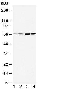 Western blot testing of DRD1 antibody and Lane 1: rat testis; 2: rat brain; 3: U87; 4: HeLa cell lys