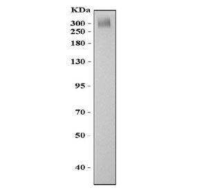 ABCA4 Antibody
