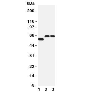 SLC1A4 Antibody
