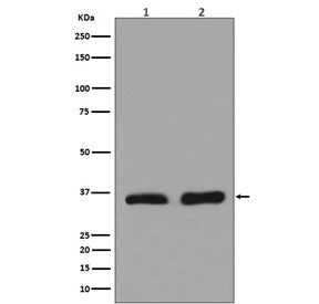 Western blot testing of human 1) HeLa and 2) heart lysate with LDHA antibody. Predicted molecular we