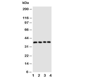 CD1d Antibody