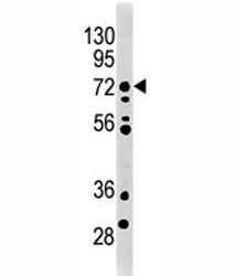 MELK antibody used in western blot to detect MRLK/MELK in mouse brain tissue lysate. Predicted molec