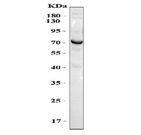 Western blot testing of human HepG2 cell lysate with OPN antibody. Predicted molecular weight ~35 kD