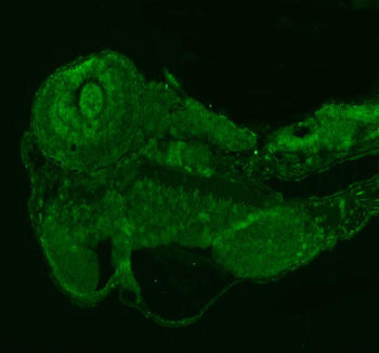 Immunofluorescent staining of PRPF6 protein using Zebrafish PRPF6 antibody (green). HIER: steam sect