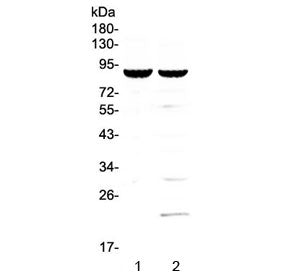 Western blot testing of 1) mouse spleen and 2) mouse thymus lysate with CD19 antibody at 0.5ug/ml. E