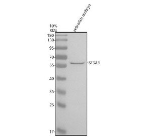 Western blot analysis of Sf3a3 protein using Zebrafish Sf3a3 antibody and zebrafish embryo tissue ly
