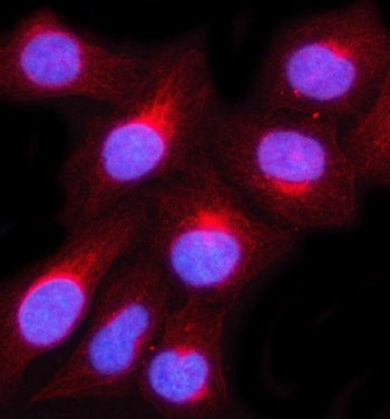 Immunofluorescent staining of FFPE human U-2 OS cells with MUC3A/B antibody (red) and DAPI nuclear s