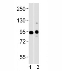 Uhrf1 Antibody