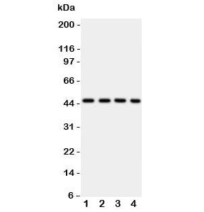 PDK2 Antibody