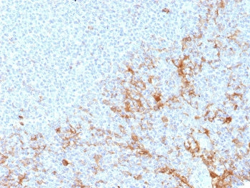 IHC staining of FFPE human tonsil tissue using CD64 antibody (clone FCGR1A/7498) at 2ug/ml. HIER: bo