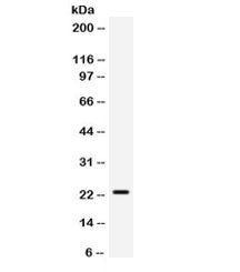 SECTM1 Antibody