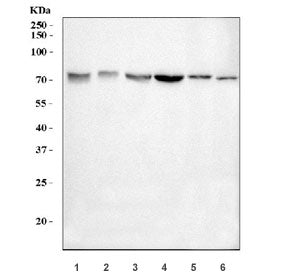 Western blot testing of 1) human 293T, 2) human SK-O-V3, 3) human K562, 4) human HEL, 5) rat brain a