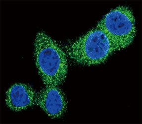 Confocal immunofluorescent analysis of Puma antibody with HeLa cells followed by Alexa Fluor 488-con