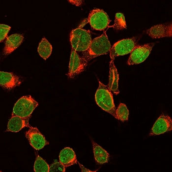 Immunofluorescent staining of human HeLa cells with Ki67 antibody (green, clone MKI67/2461) and whea