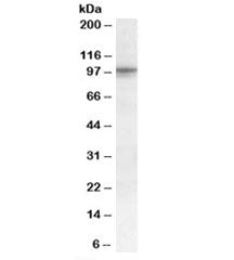 TAS1R2 Antibody