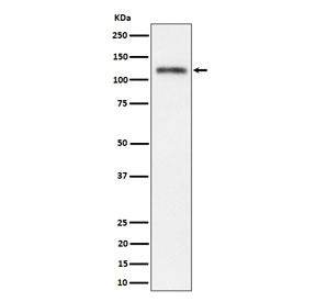 SEMA4D Antibody / Semaphorin 4D / CD100