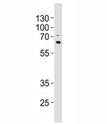 p62 Antibody
