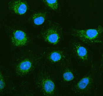 Immunofluorescent staining of PGAM5 using anti-PGAM5 antibody (green). PGAM5 was detected in an immu