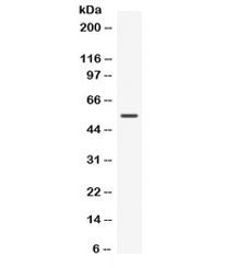 Nucb2 Antibody / Nucleobindin 2