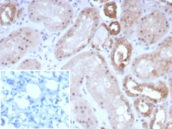 Occludin Antibody