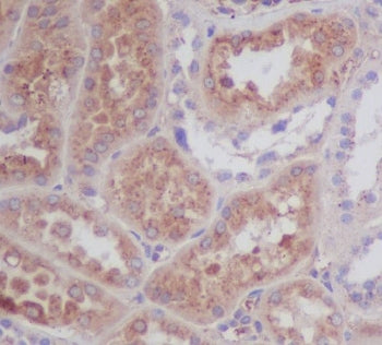 IHC testing of FFPE human kidney with Apolipoprotein E antibody at 1ug/ml. HIER: boil tissue section