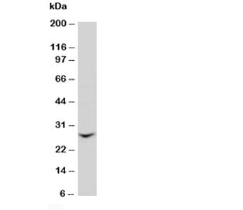 GJB2 Antibody