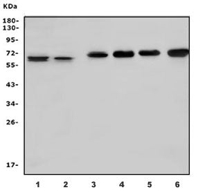 Western blot testing of 1) human Daudi, 2) human HL60, 3) rat brain, 4) rat testis, 5) mouse brain a
