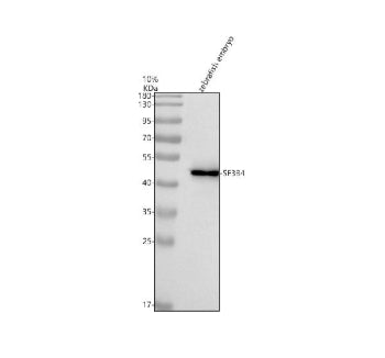 Western blot analysis of Sf3b4 protein using Zebrafish Sf3b4 antibody and zebrafish embryo tissue ly