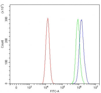 RBM11 Antibody / RNA-binding motif protein 11