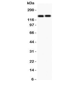 CD45 Antibody