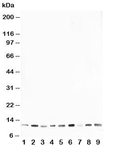 HSP10 Antibody
