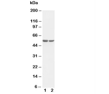 c-Fos Antibody