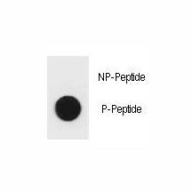 Dot blot analysis of phospho-Bad antibody. 50ng of phos-peptide or nonphos-peptide per dot were spot