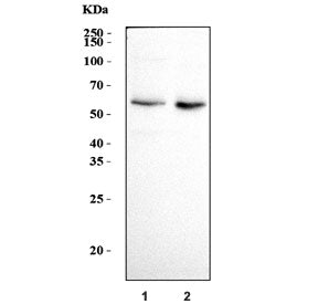 Western blot testing of human 1) Jurkat and 2) HepG2 cell lysate with ATE1 antibody. Predicted molec