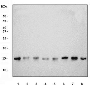 Western blot testing of 1) rat skeletal muscle, 2) rat brain, 3) rat stomach, 4) rat small intestine