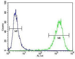 Flow cytometry testing of human MDA-MB-231 cells with cGAMP Synthase antibody; Blue=isotype control,