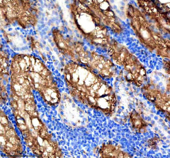 Immunohistochemical analysis of Vps53 protein using Vps53 antibody and paraffin-embedded zebrafish k