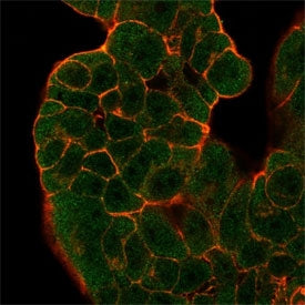 Immunofluorescent staining of PFA-fixed human MCF-7 cells BTF2 p44 antibody (green, clone PCRP-GTF2H