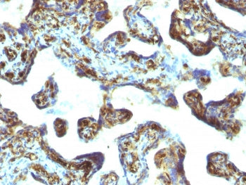 IHC: Formalin-fixed, paraffin-embedded human placenta stained with Moesin antibody (MSN/493). HIER: 