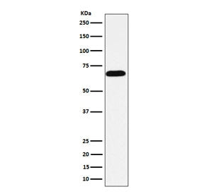 Western blot testing of human HeLa cell lysate with Intestinal Alkaline Phosphatase antibody. Predic
