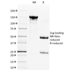 SDS-PAGE Analysis of Purified, BSA-Free CD28 Antibody (clone C28/1636). Confirmation of Integrity an