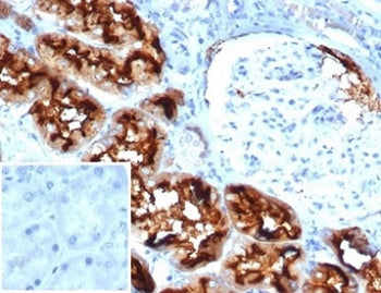 CD13 Antibody / ANPEP