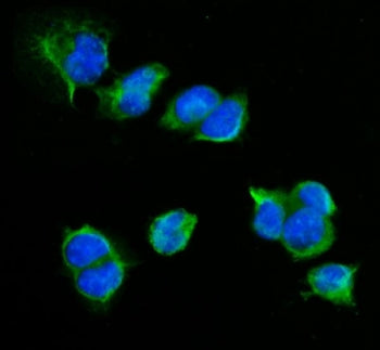 Immunofluorescent staining of FFPE mouse HEPA1-6 cells with Cd72 antibody (green) and DAPI nuclear s