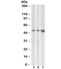 KIM-1 Antibody