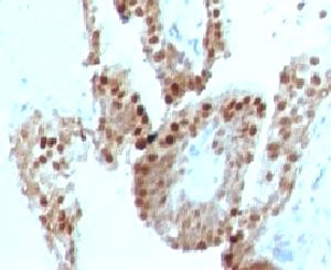 p57 Antibody / p57Kip2