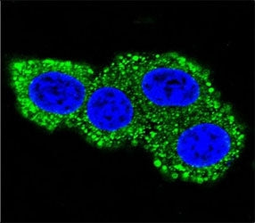 Confocal immunofluorescent analysis of CD28 antibody with HeLa cells followed by Alexa Fluor 488-con