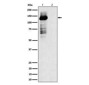 Western blot testing of lysate from 1) human HEK293 cells and 2) human HEK293 cells treated with lam