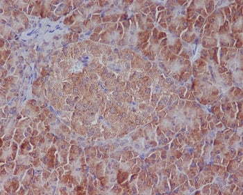 IHC staining of FFPE human pancreas tissue with BiP antibody. HIER: boil tissue sections in pH6, 10m
